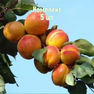 Комплект 5шт / Абрикос Тамаша
