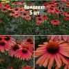 Саженцы Эхинацеи Мама Миа - 5 шт.: фото и описание