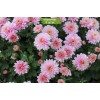 Саженцы хризантемы мультифлора Сея Роуз (Розовая ) -  5 шт.