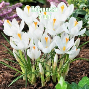 Комплект 5шт / Крокус Жанна Дарк