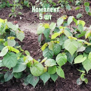 Комплект 5шт / Липа Мелколистная до 20 см