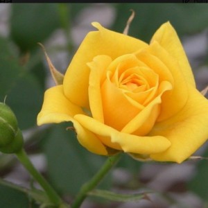 Комплект 5шт/Роза Латина (чайно-гибридная)