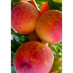 Персик Радужный 86