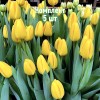 Луковицы Тюльпана Нови Сан (Novi Sun) - 5 шт.: фото и описание